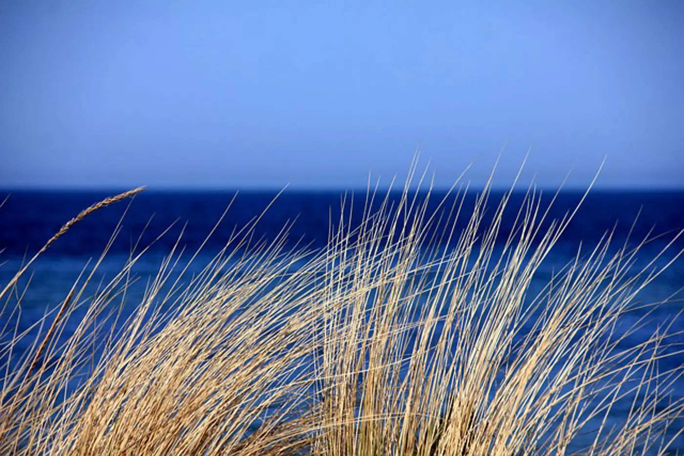 Duinen